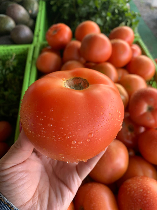 Globe Tomato