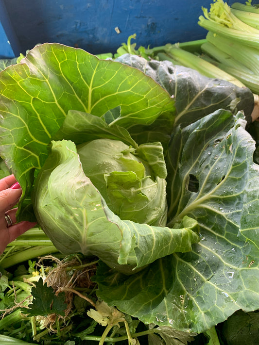 Green Cabbage
