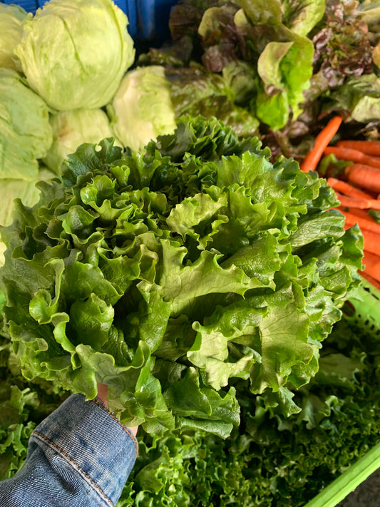 Green Leaf Lettuce