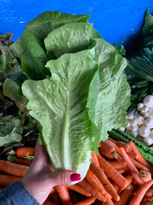 Romaine Lettuce