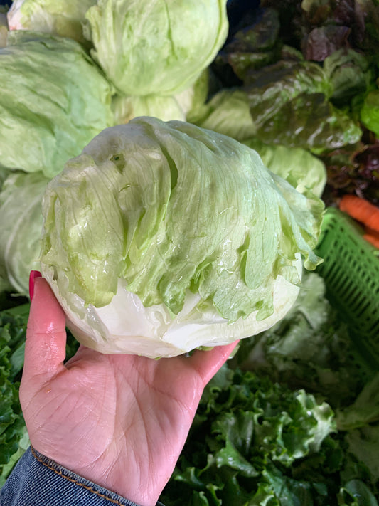Iceberg Lettuce