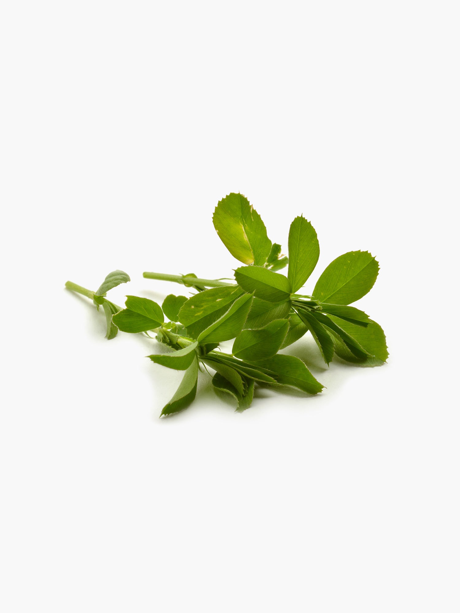 Alfalfa Greens