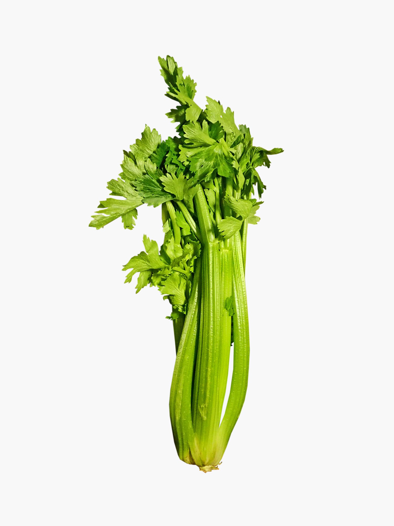 Celery