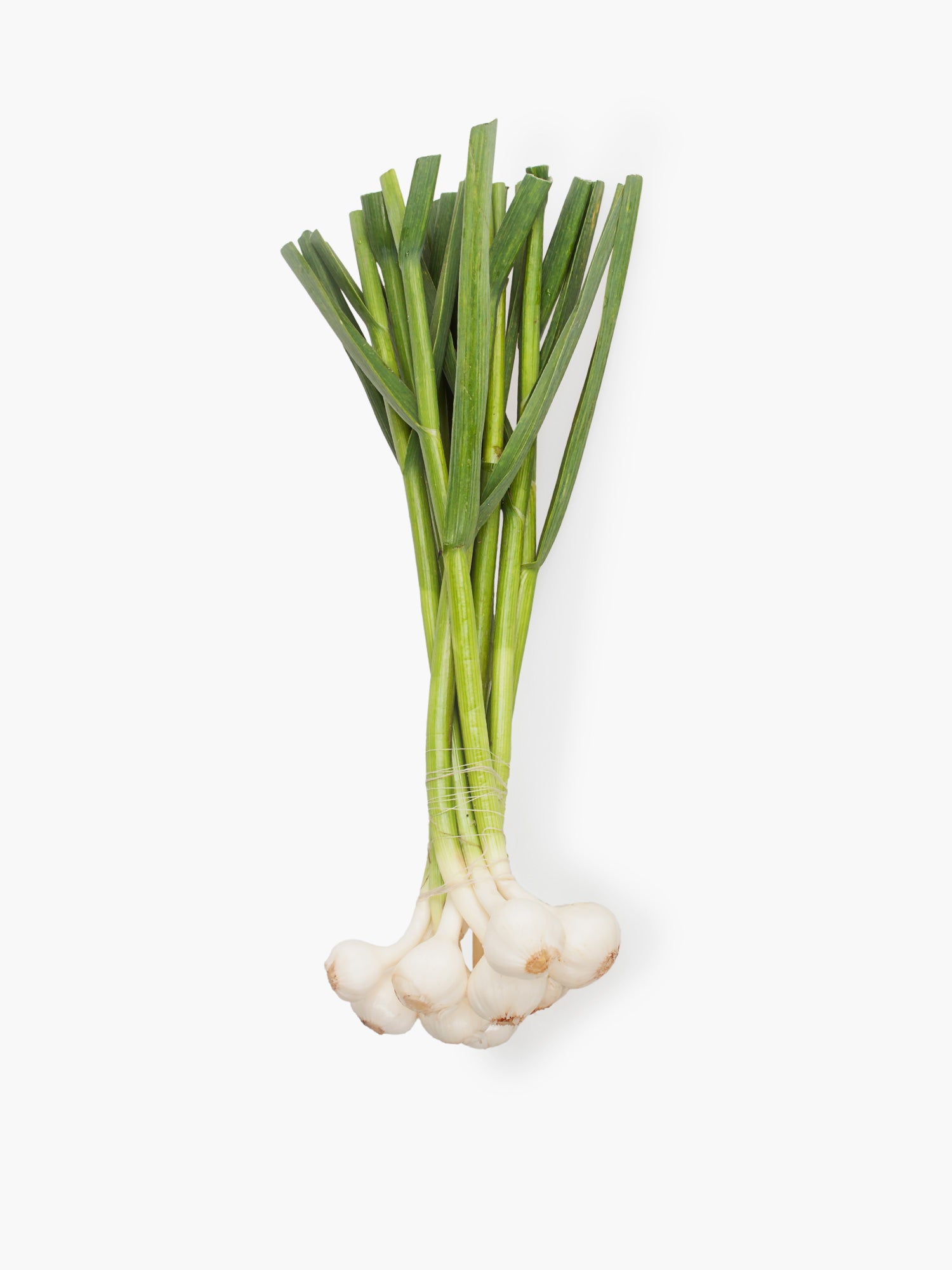 Fresh Green Garlic