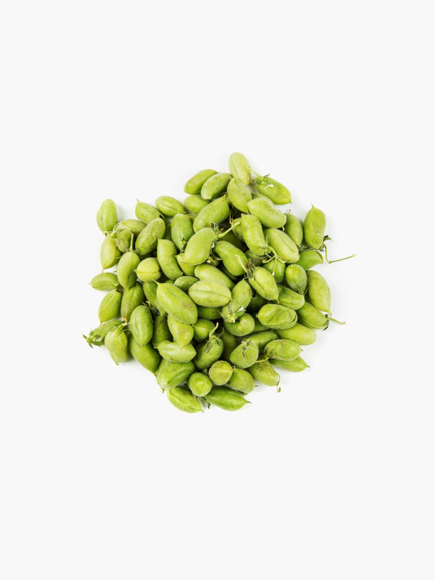 Fresh Garbanzo Beans