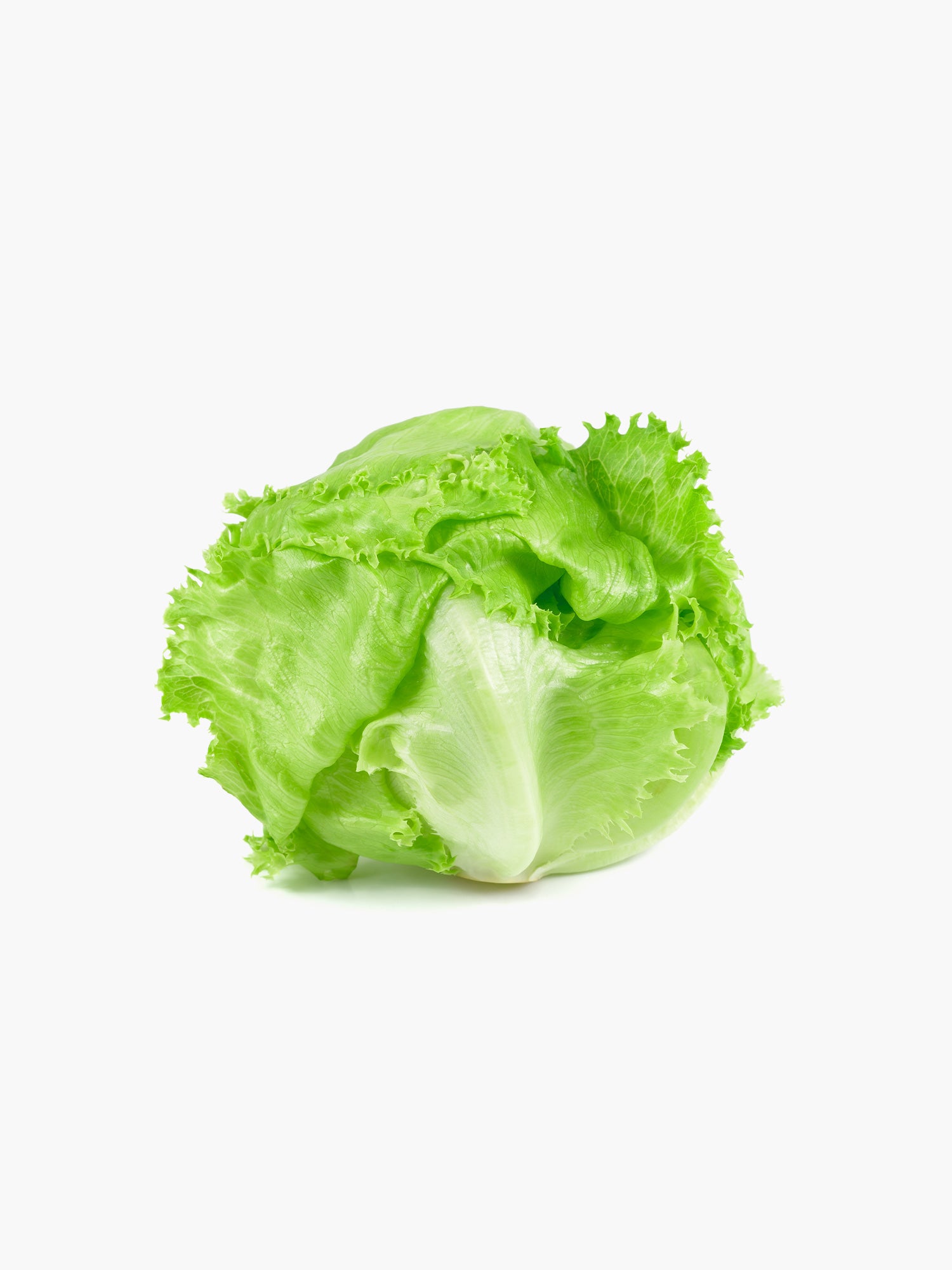 Iceberg Lettuce