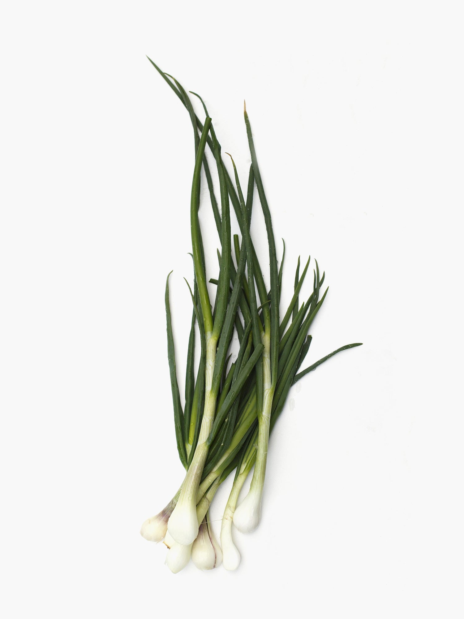 Spring Onion
