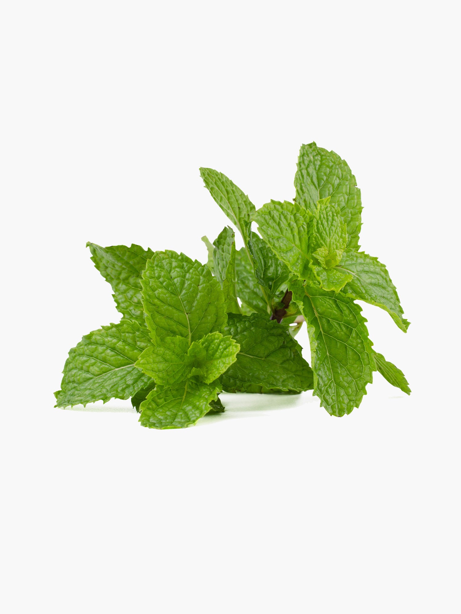 Mint