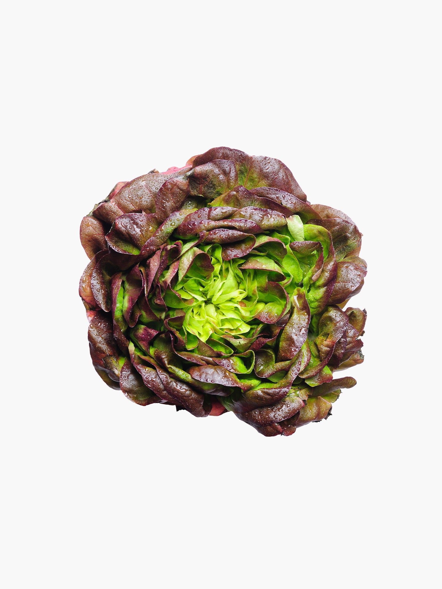 Red Leaf Lettuce