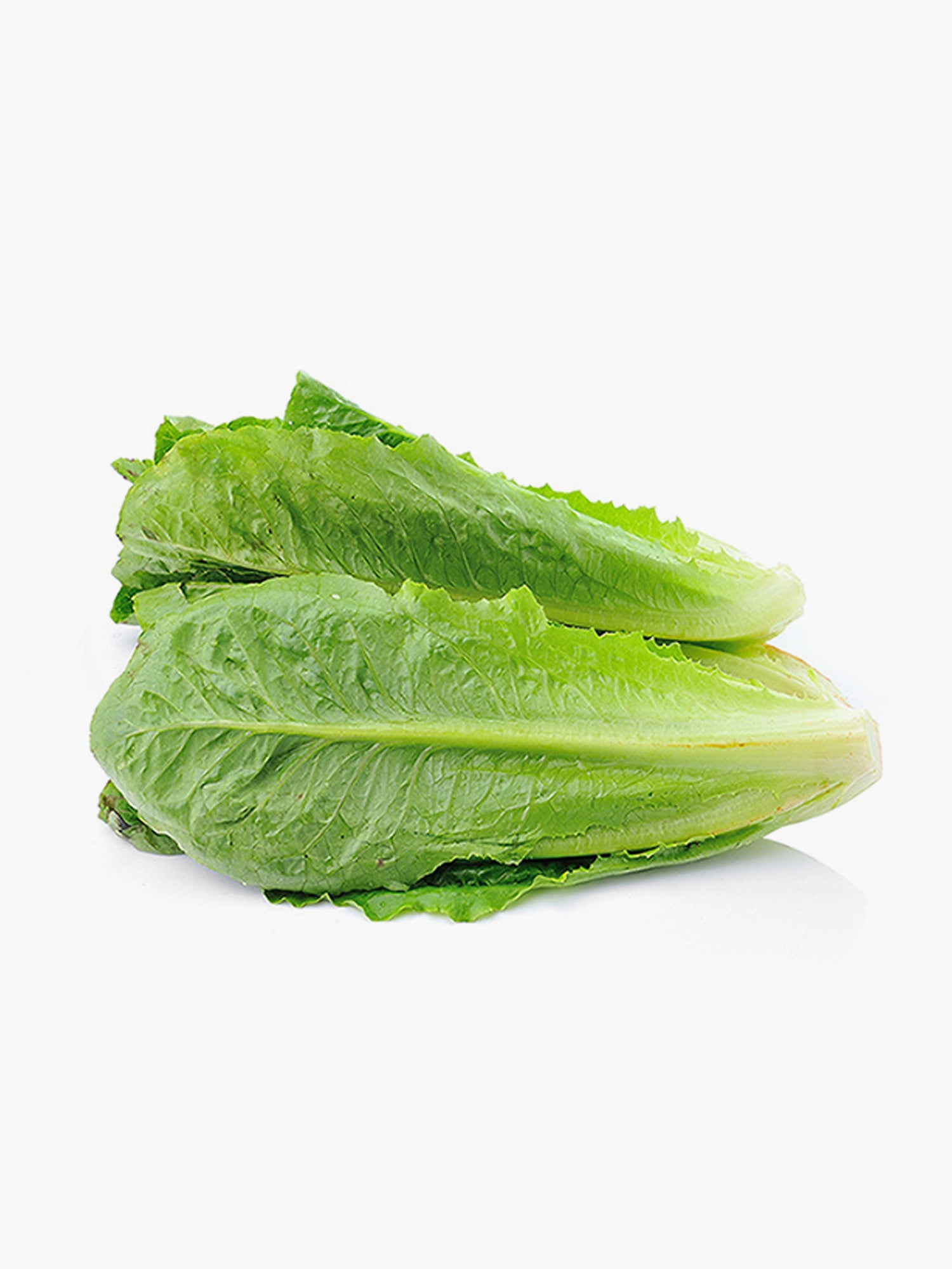 Romaine Lettuce