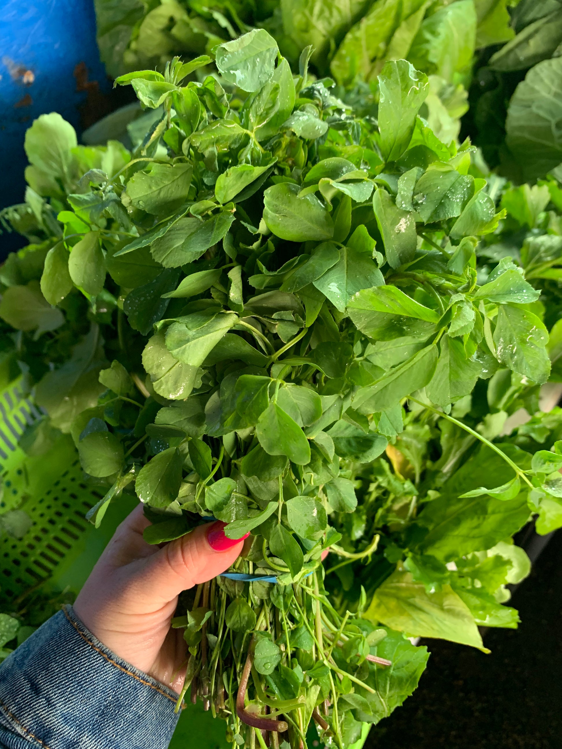 Alfalfa Greens