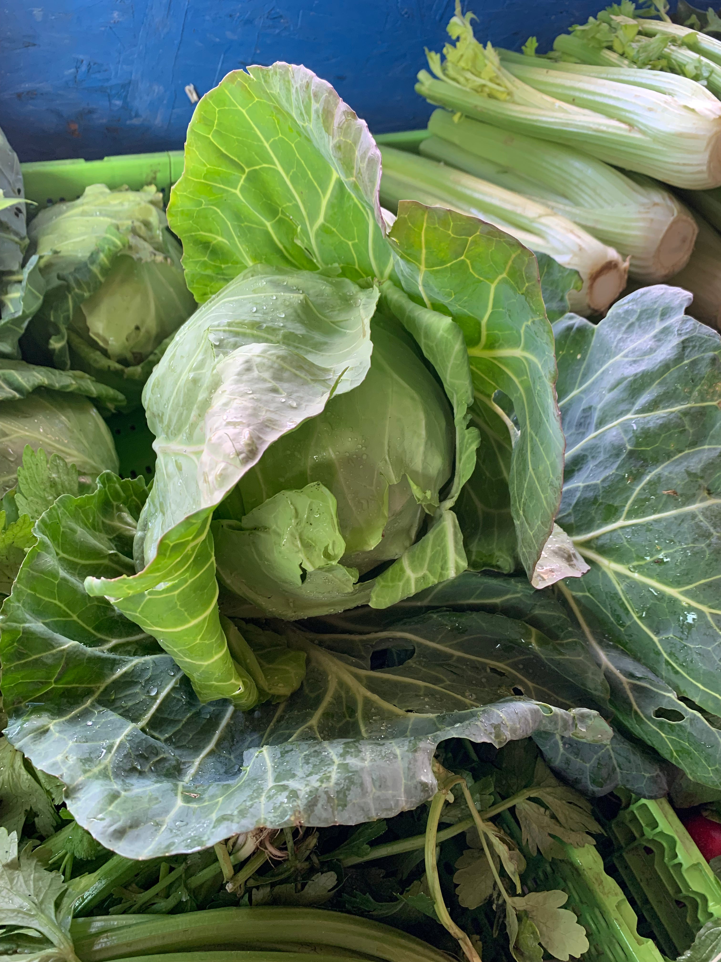Green Cabbage