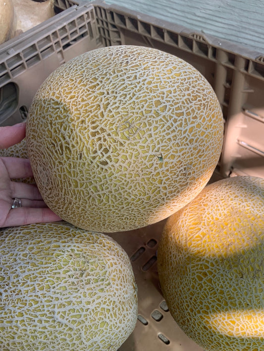 Cantaloupe