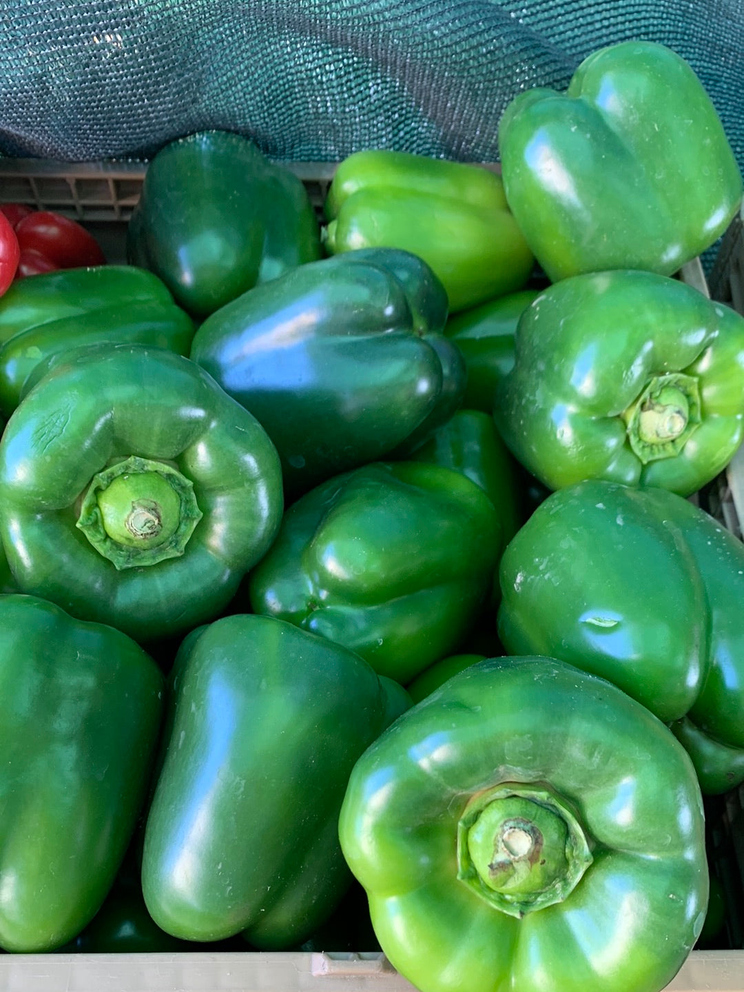 Green Bell Pepper