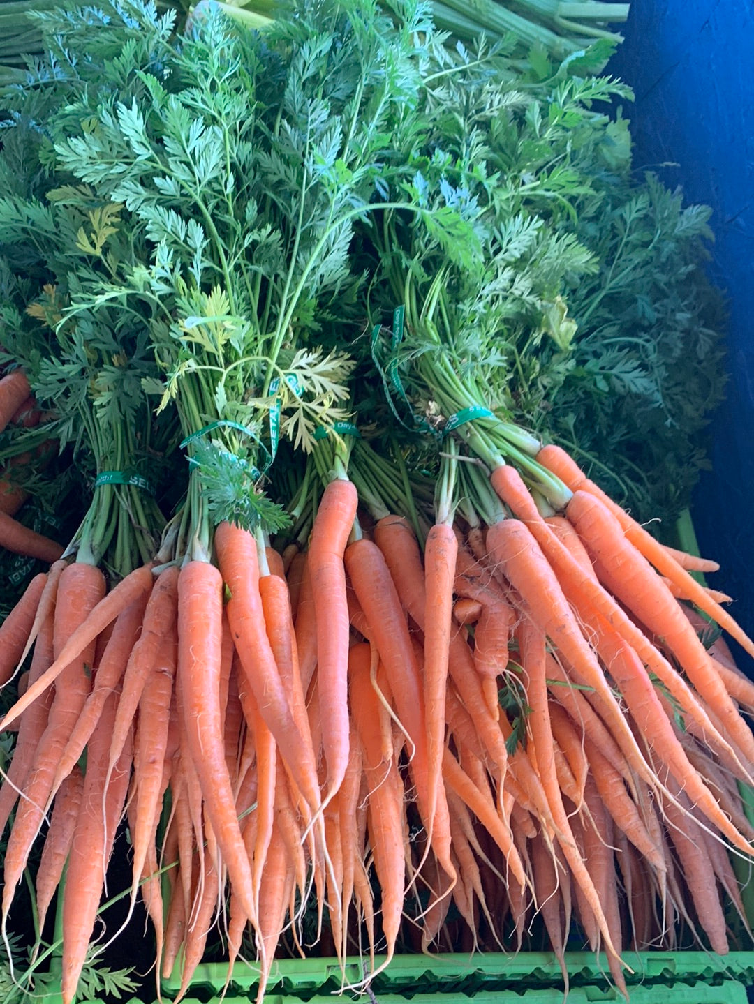 Long Stalk Orange Carrots