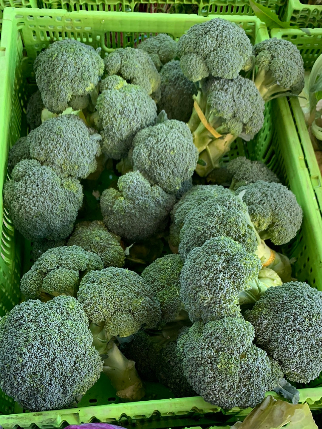 Broccoli