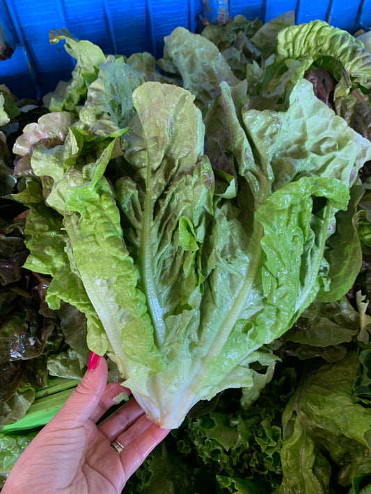 Red Leaf Lettuce