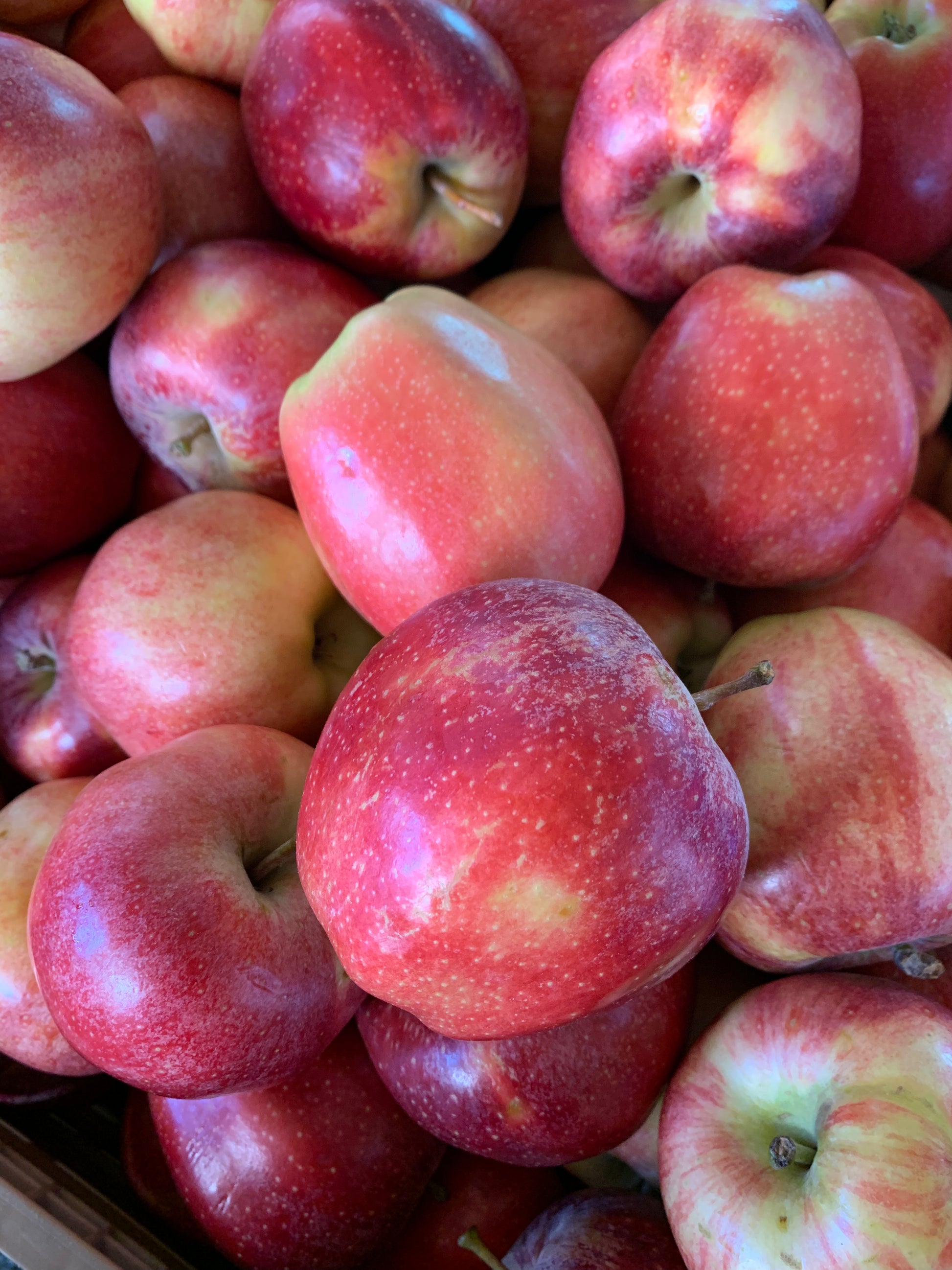 Gala Apples