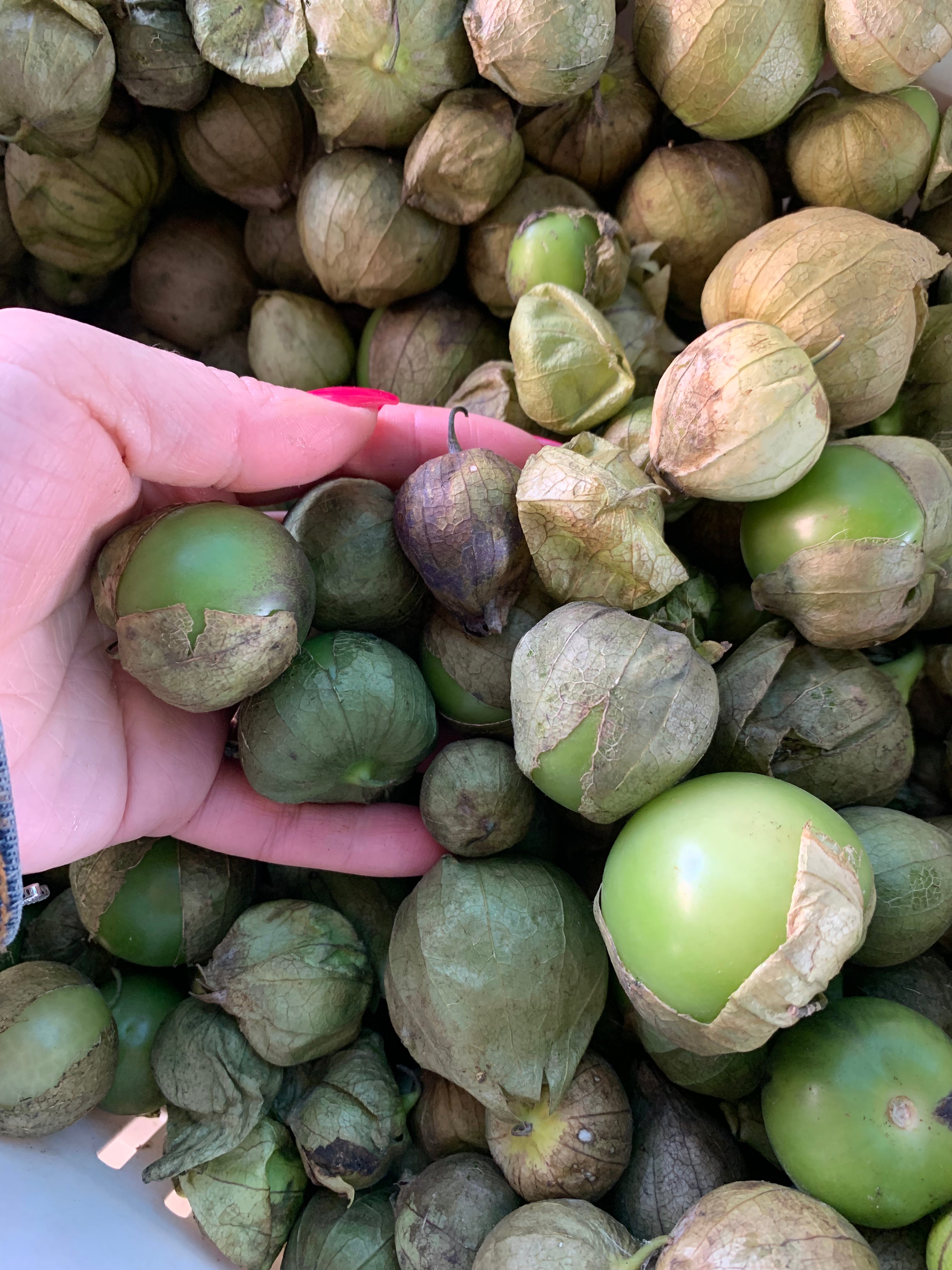 Tomatillo