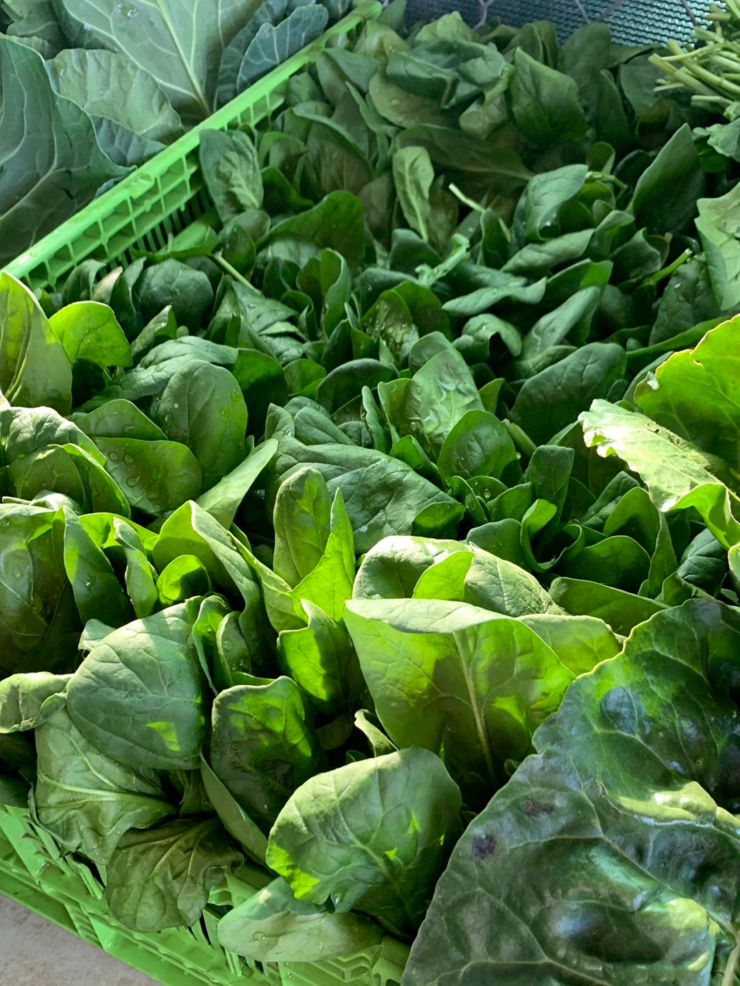 Spinach