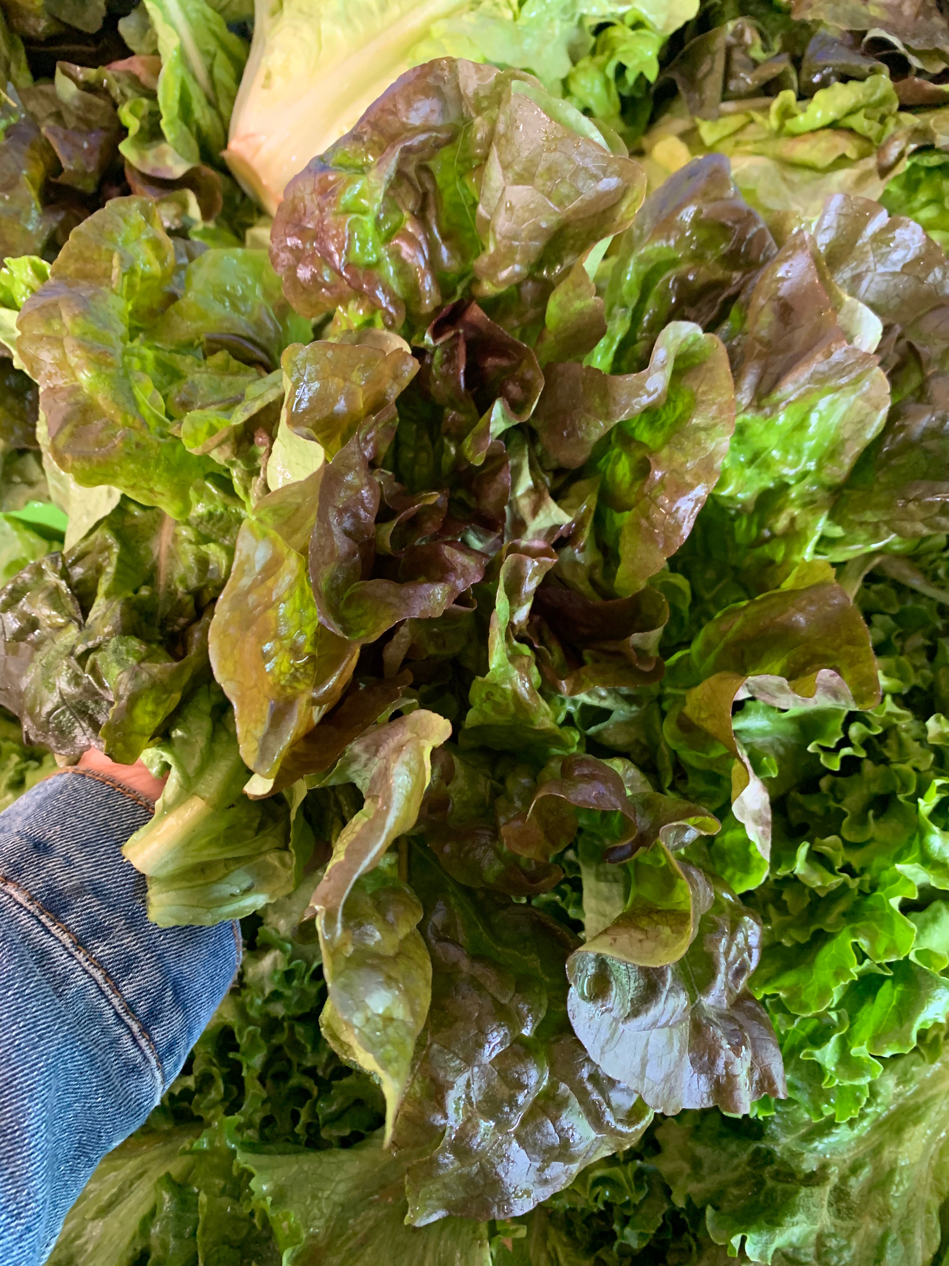 Red Leaf Lettuce