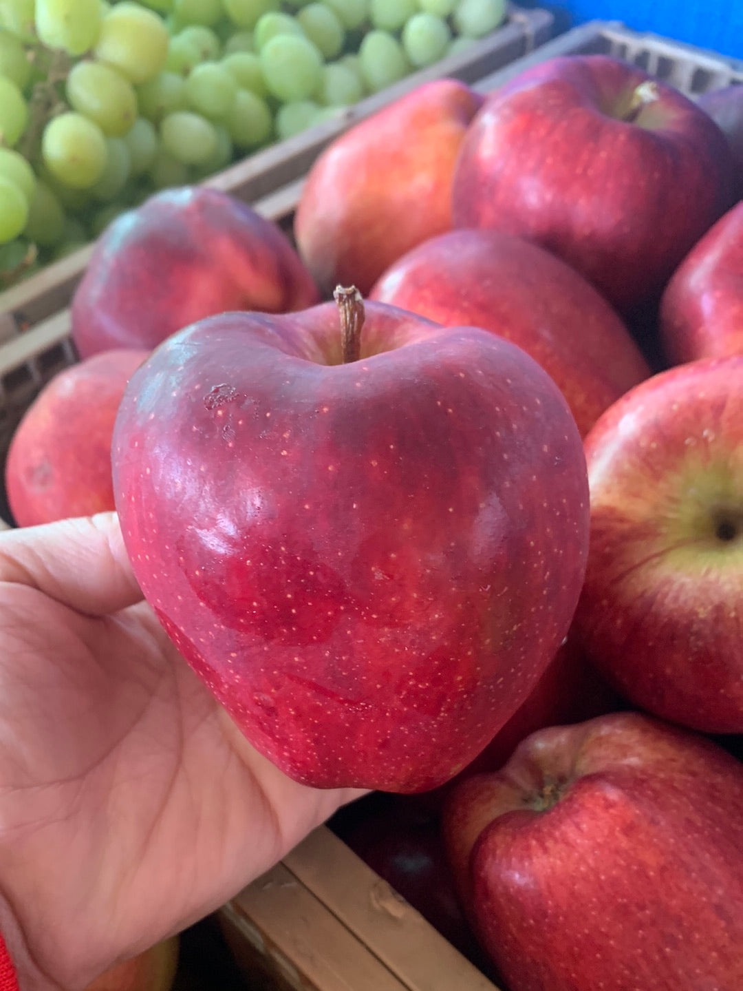 Red Delicious Apples