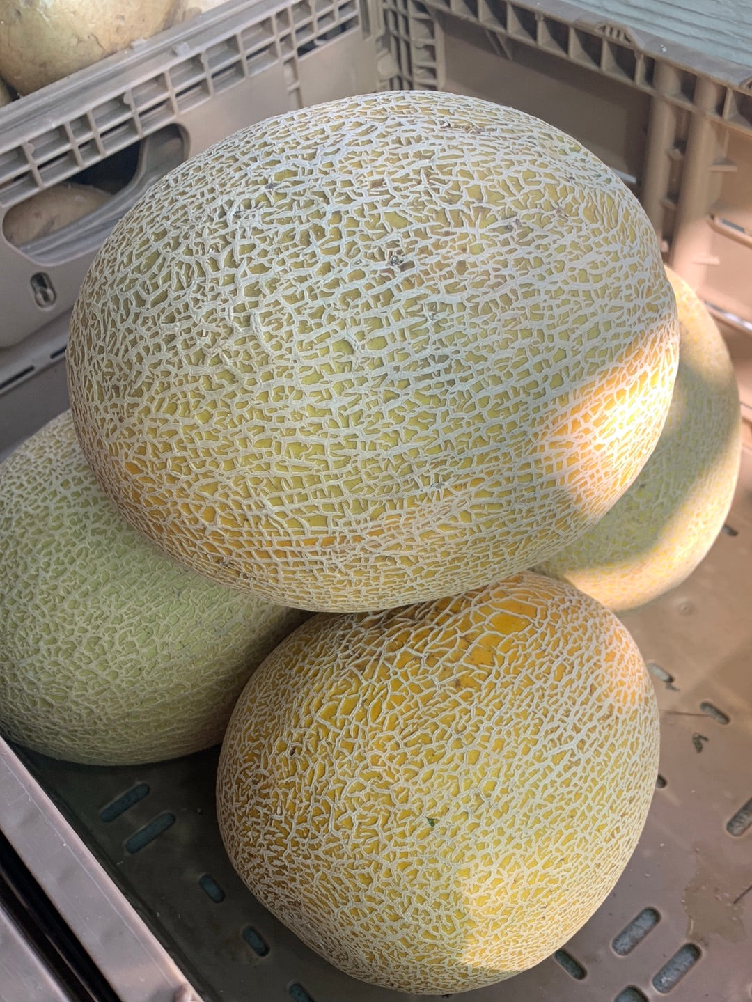 Cantaloupe