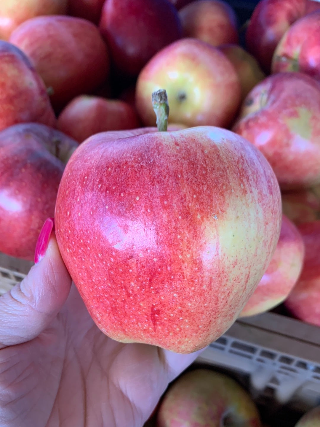 Gala Apples