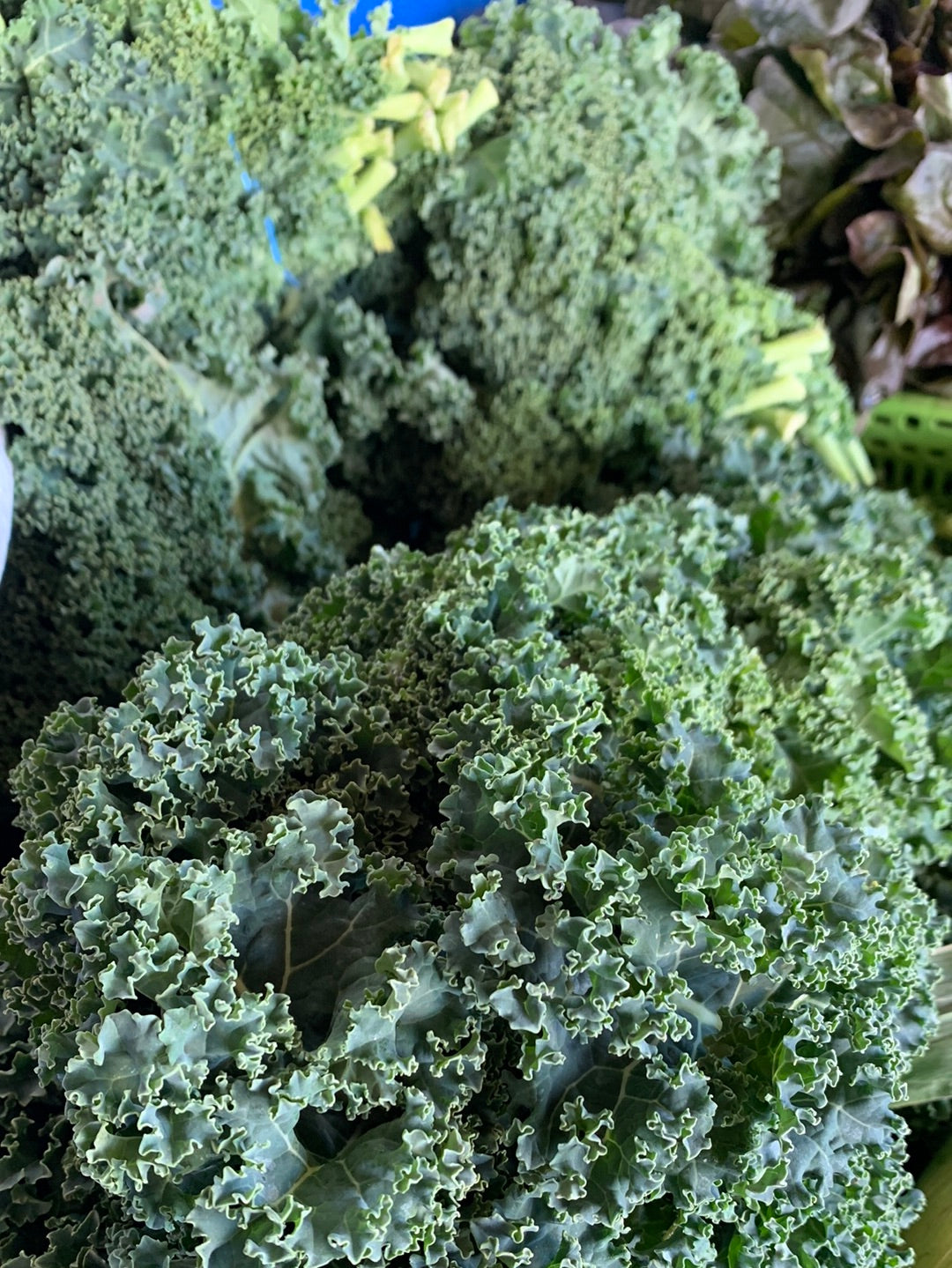 Curly Kale