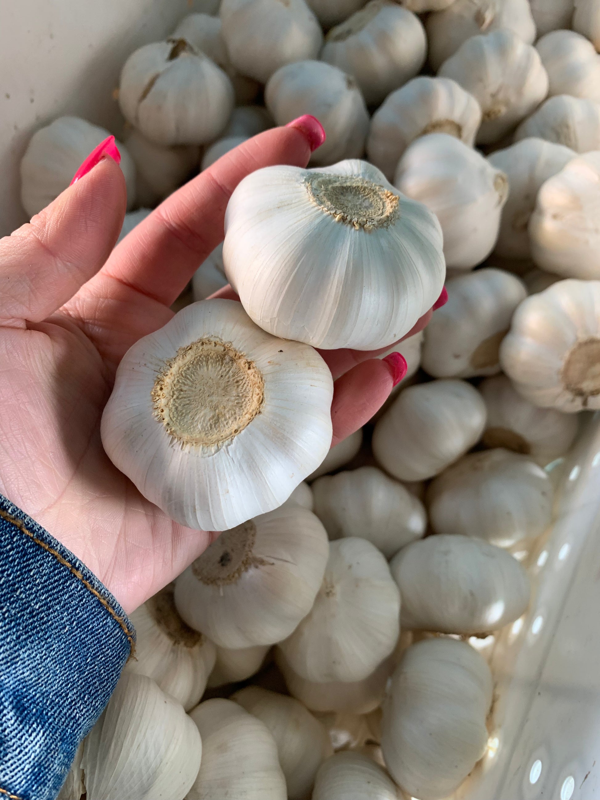 Garlic