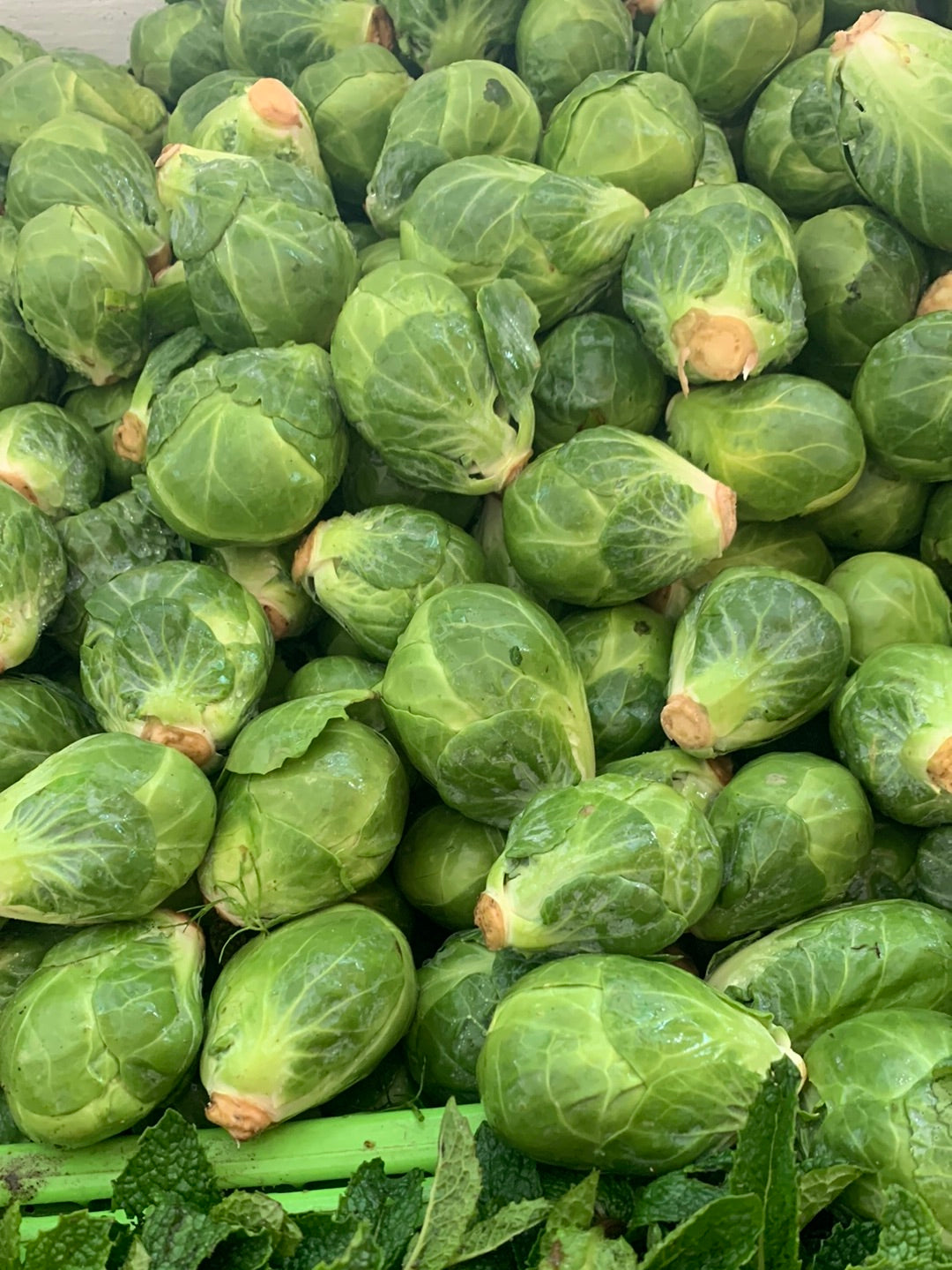 Brussel Sprouts