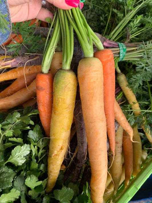Long Stalk Rainbow Carrots