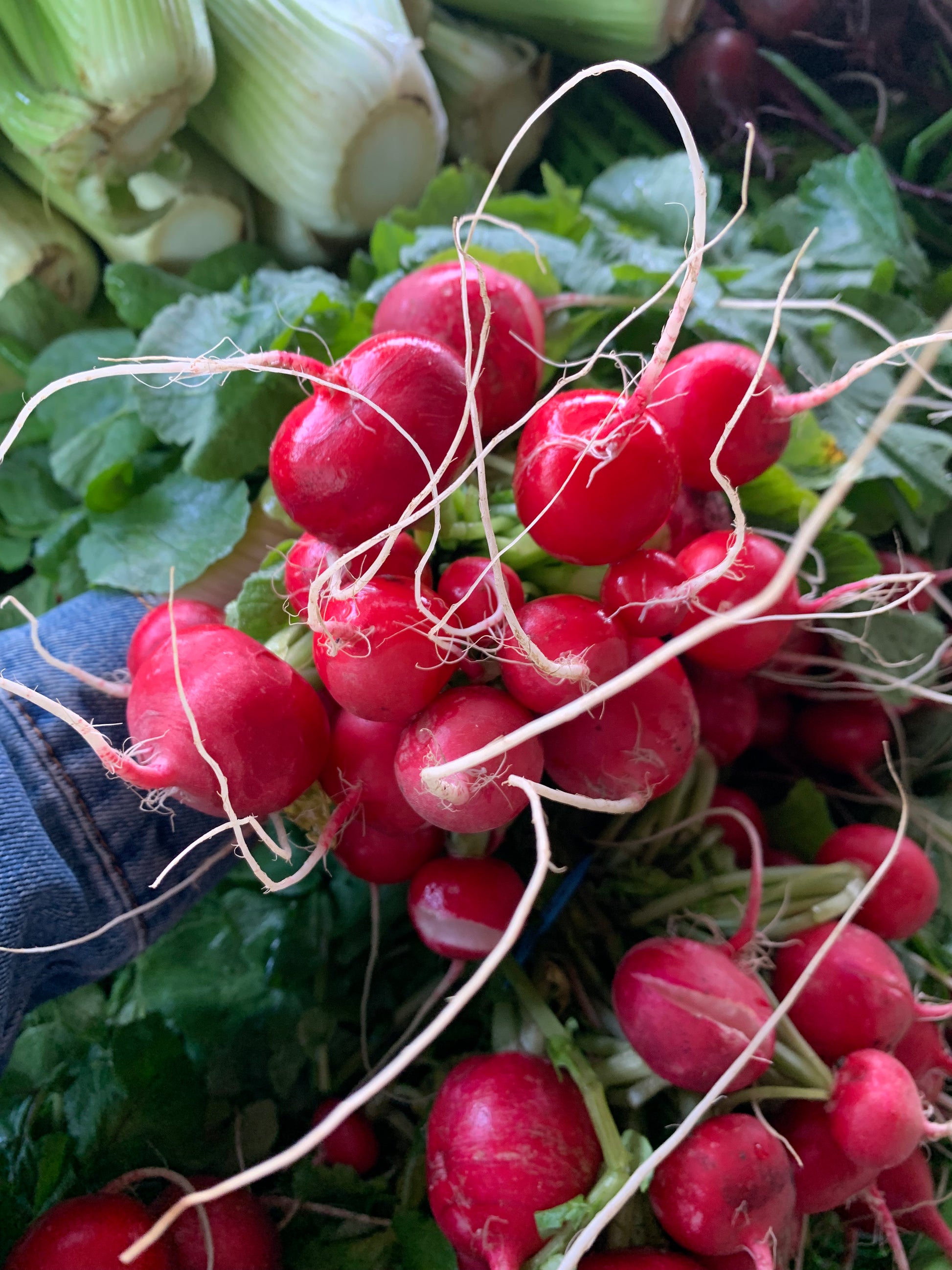 Radish