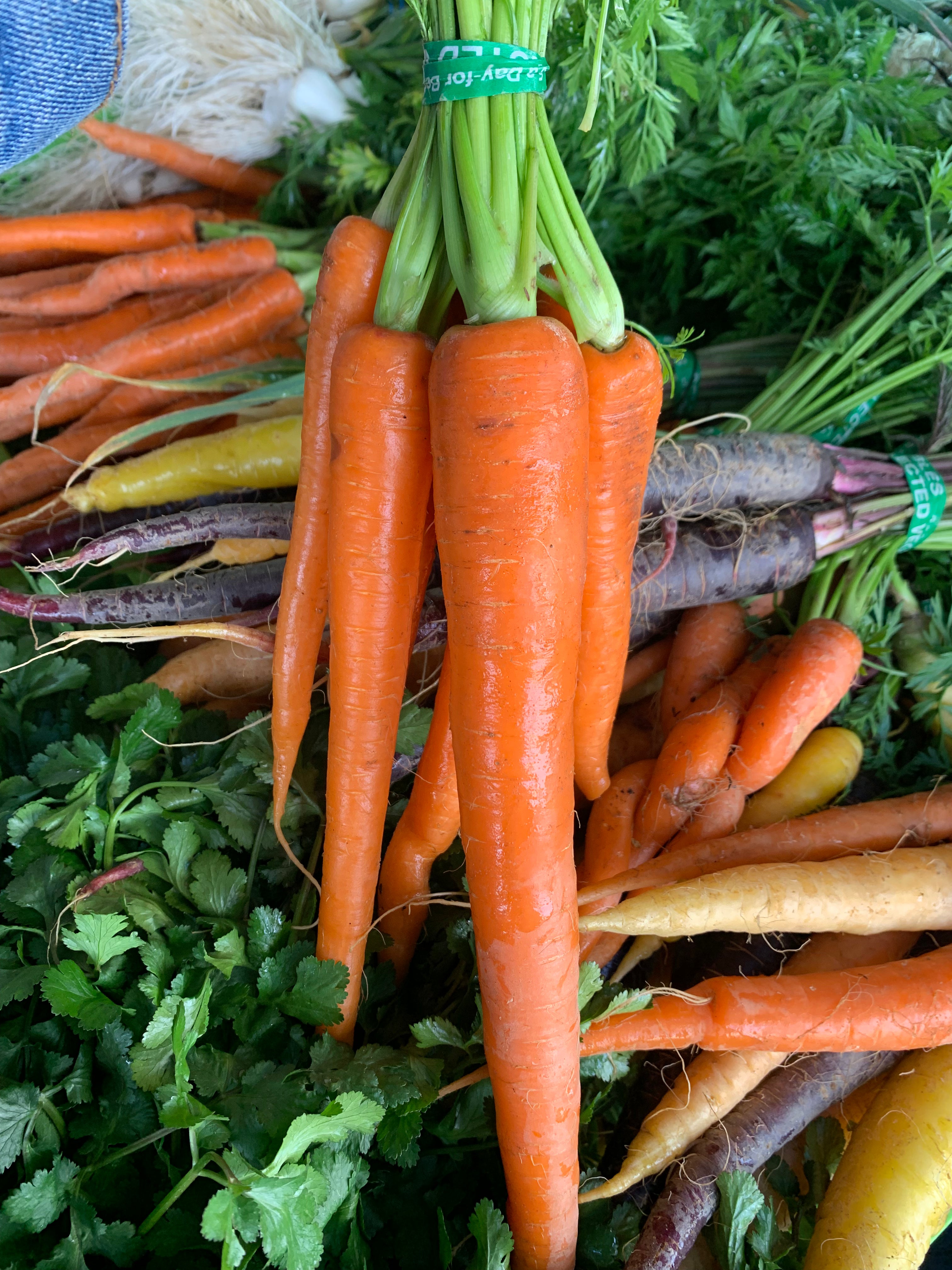 Long Stalk Orange Carrots