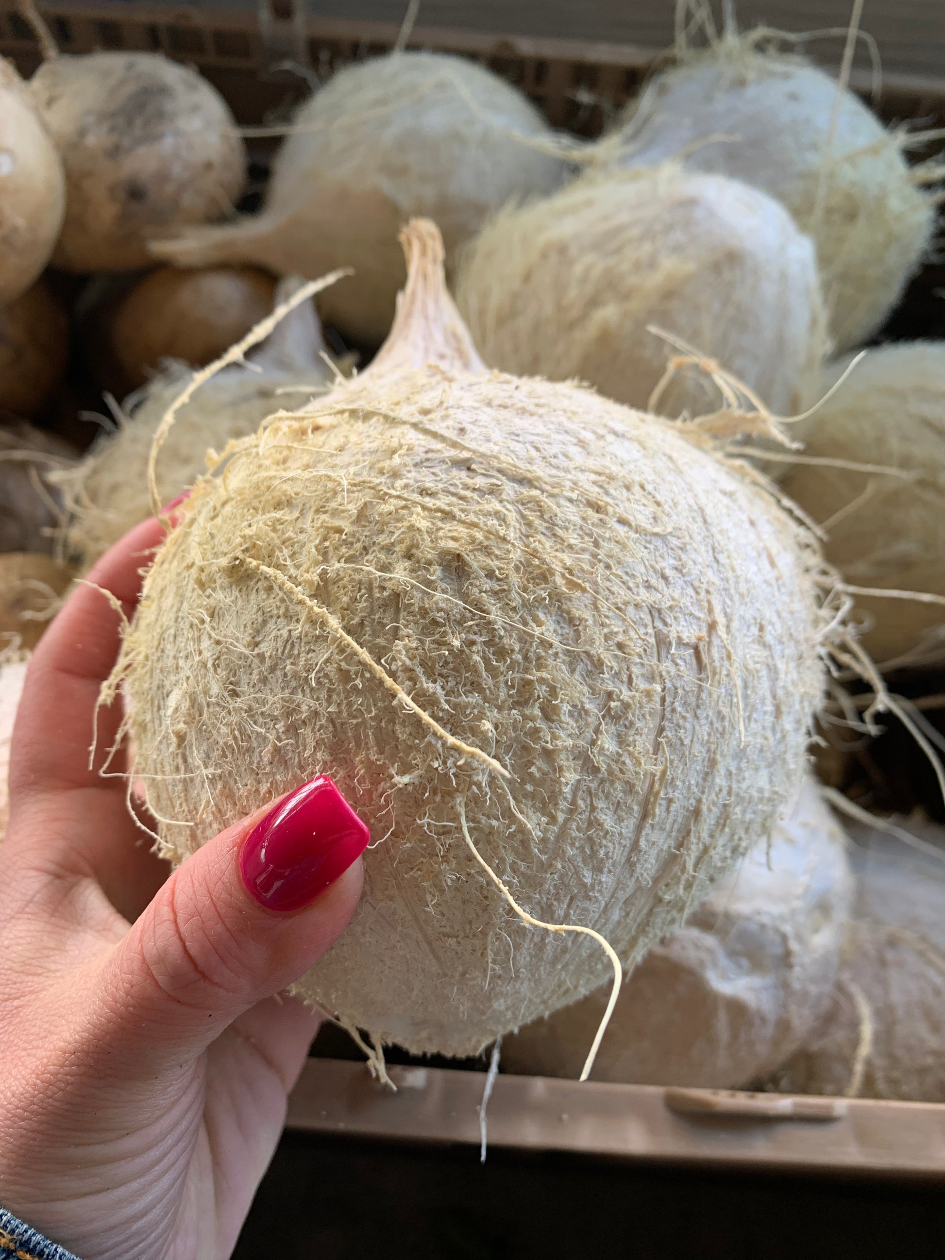 Coconut