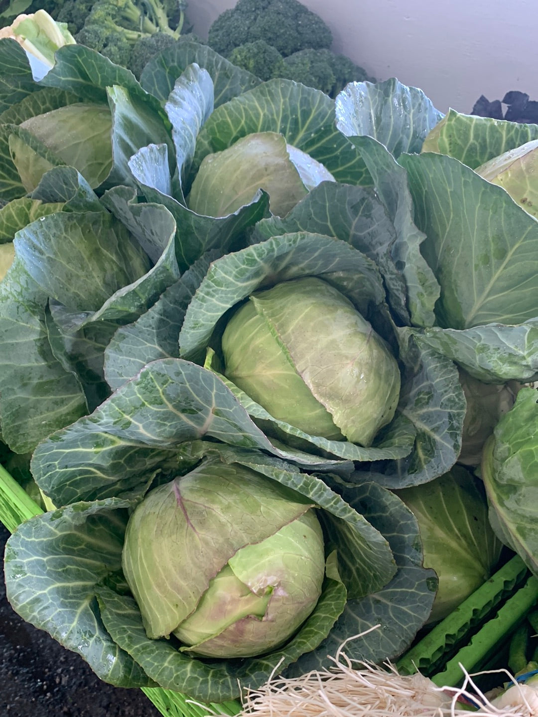 Green Cabbage