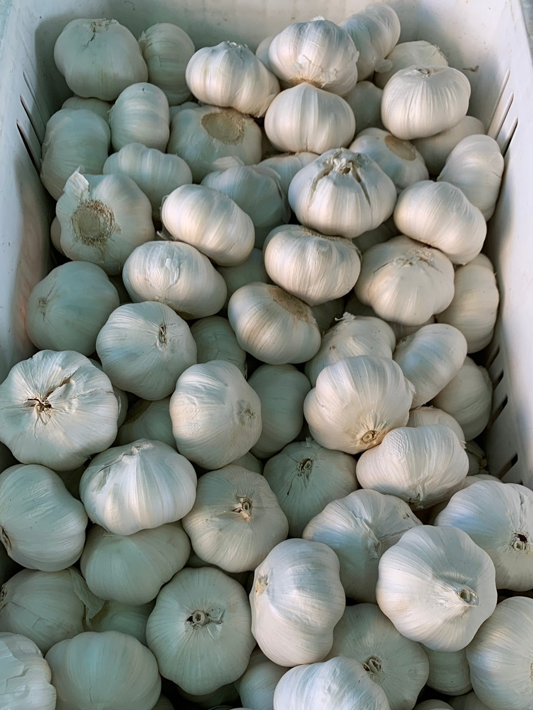 Garlic