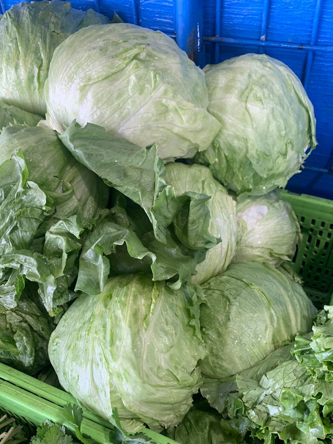 Iceberg Lettuce