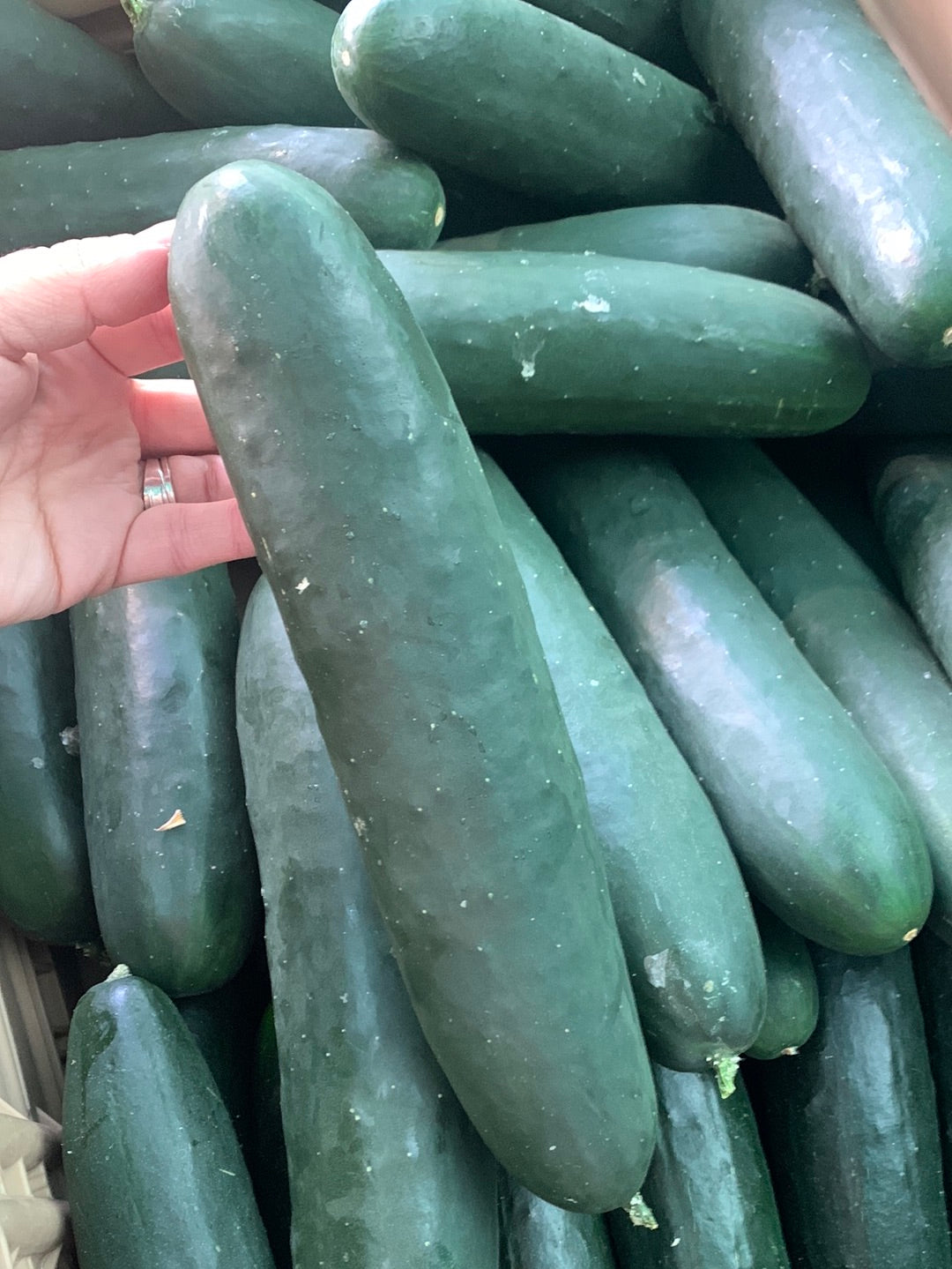 American Slicing Cucumber