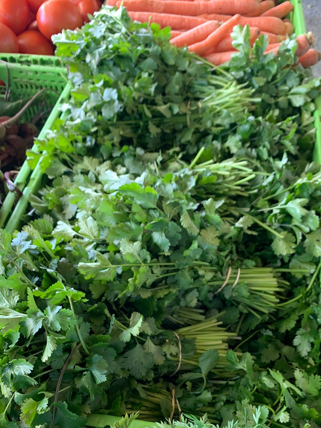 Cilantro