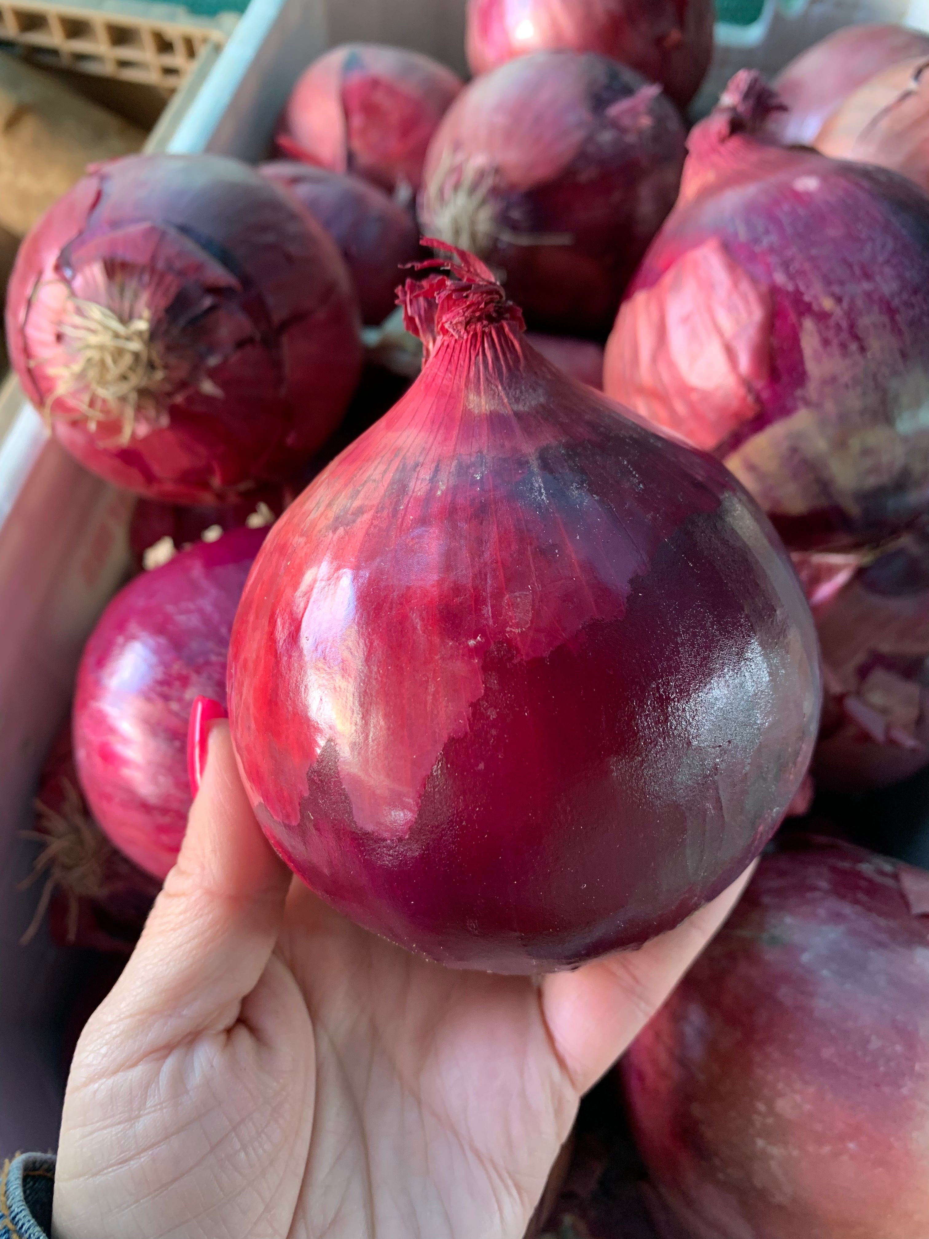 Red Onion