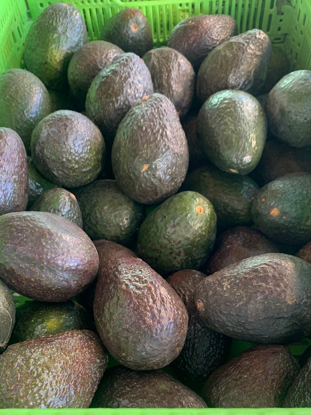 Large Hass Avocado