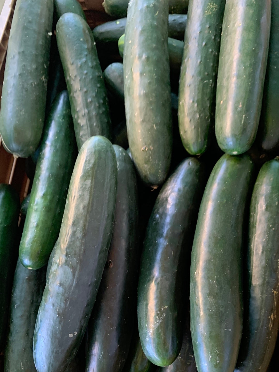 American Slicing Cucumber