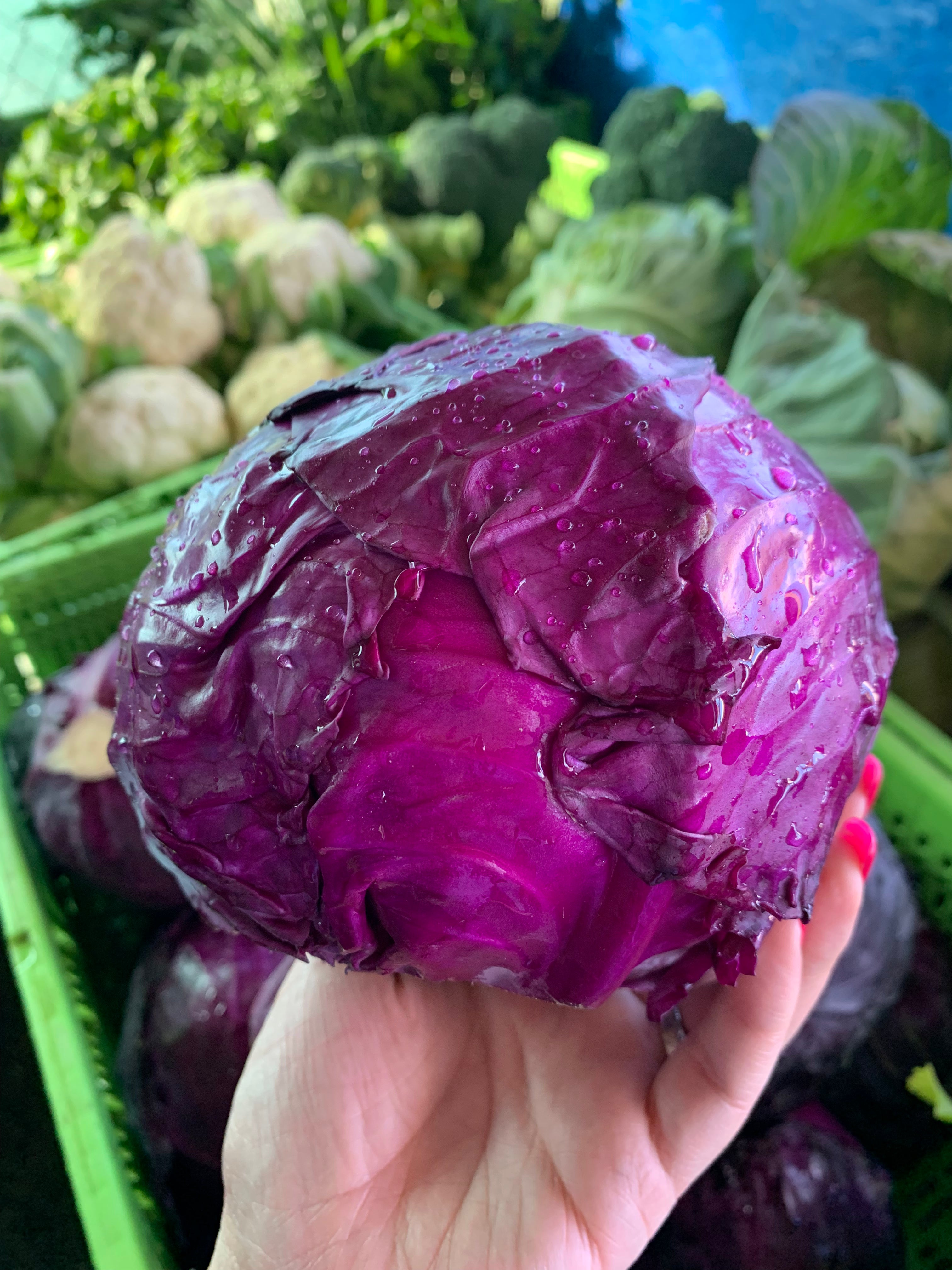 Red Cabbage