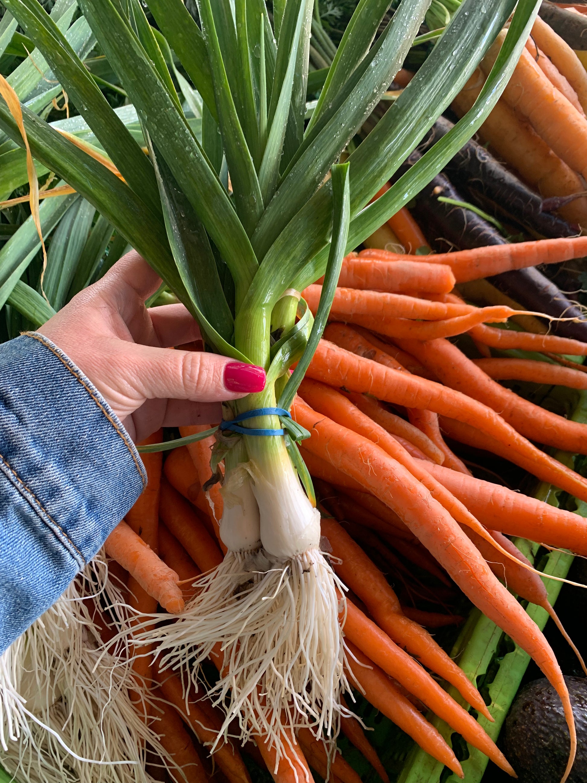 Fresh Green Garlic