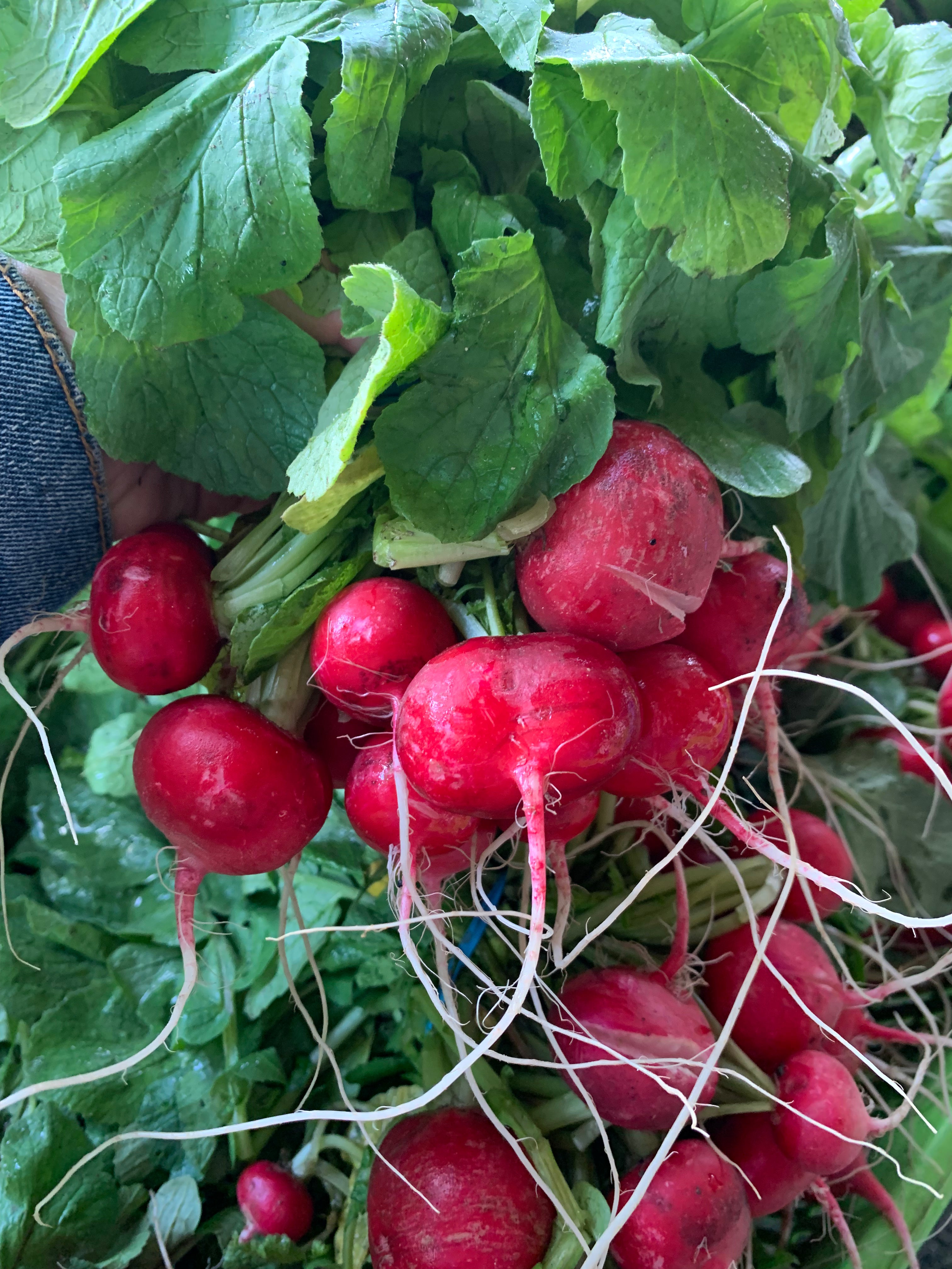 Radish