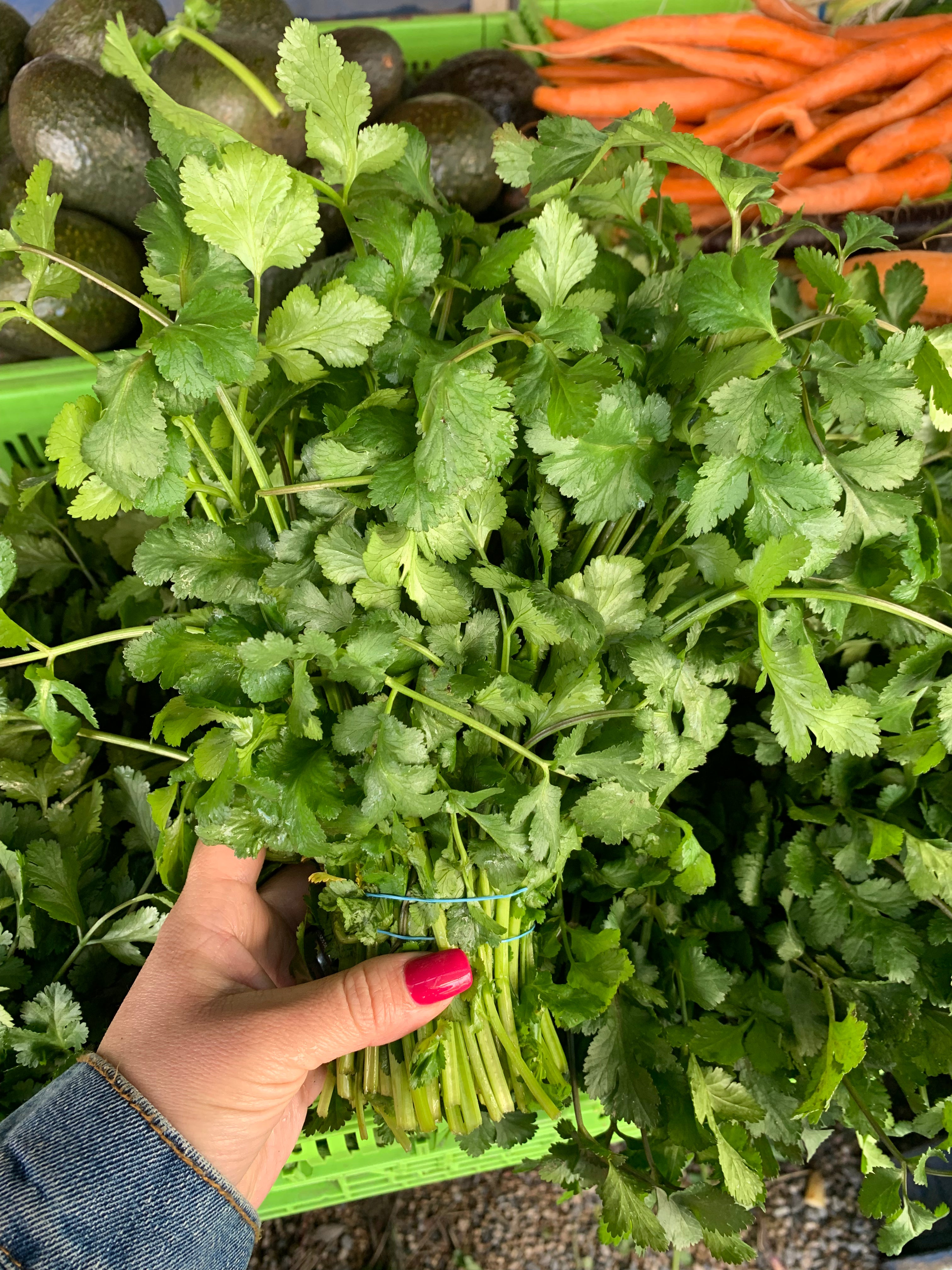 Cilantro