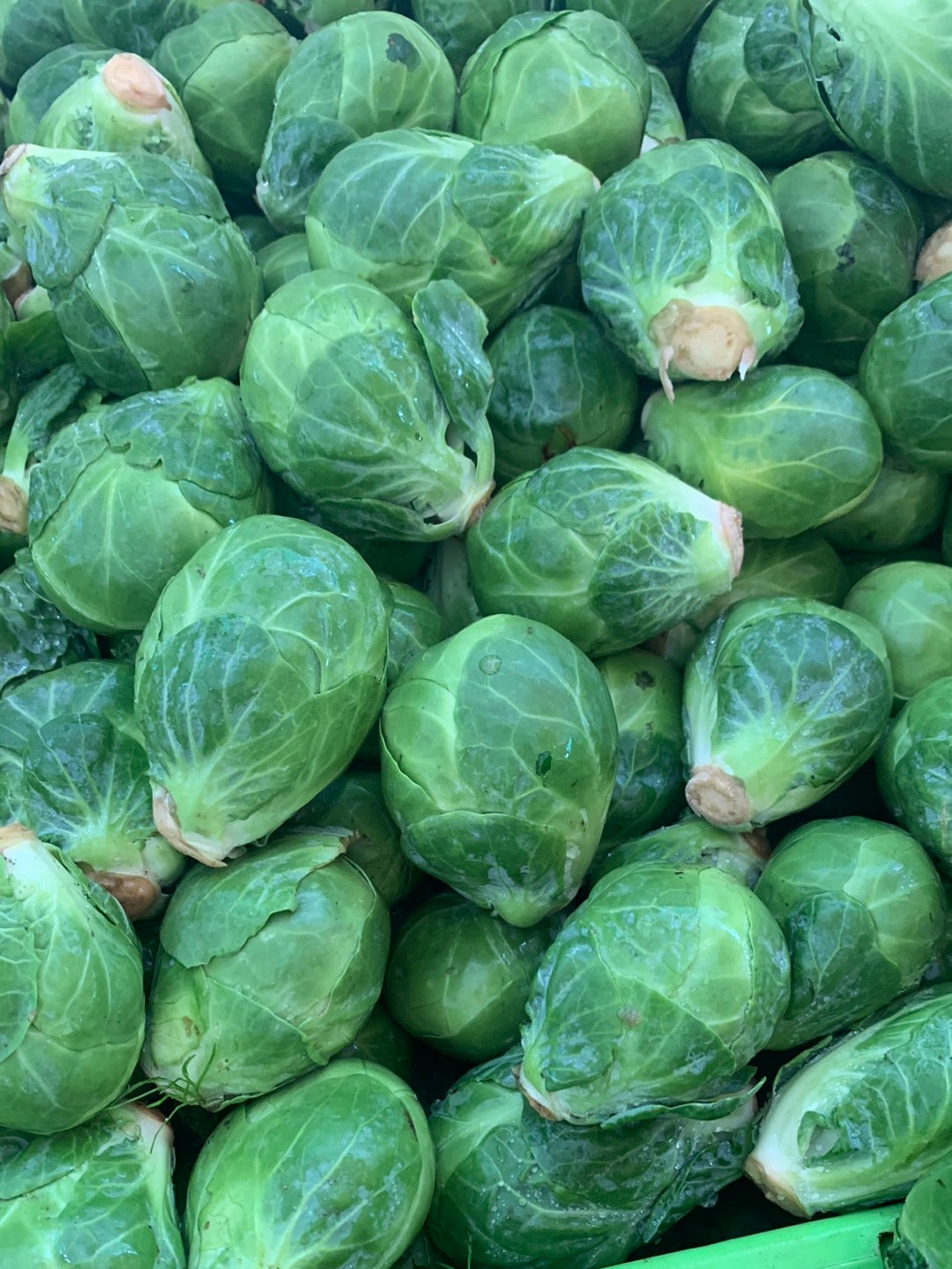 Brussel Sprouts