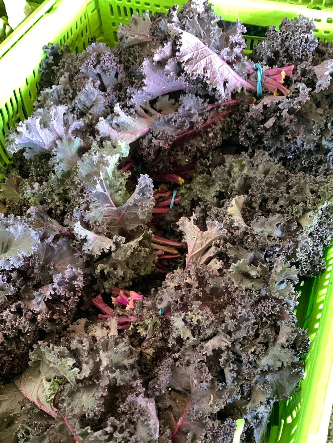 Red Kale