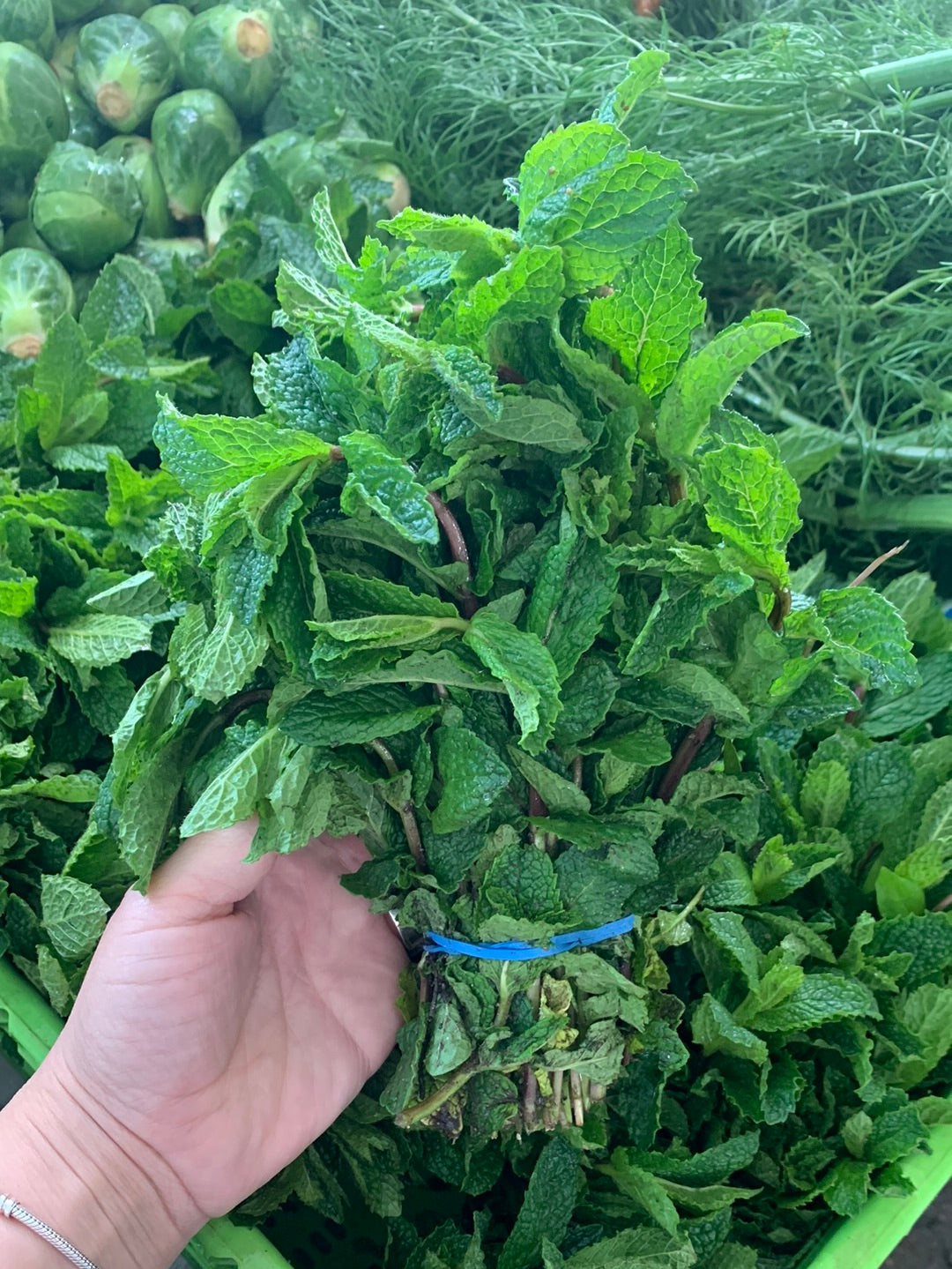 Mint